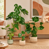 Swiss Cheese Plant