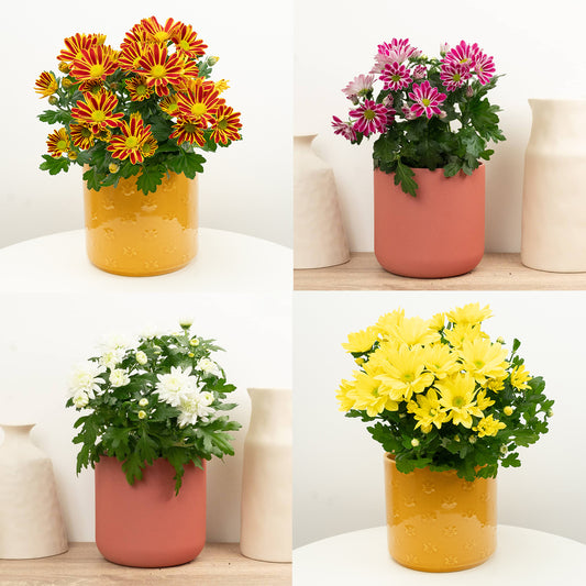 Mum | Surprise Colour | Mother's Day