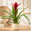 Bromeliad | Guzmania | Nextara Purple