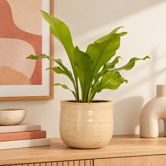 Birds Nest Fern | Nidus | Spring Plants
