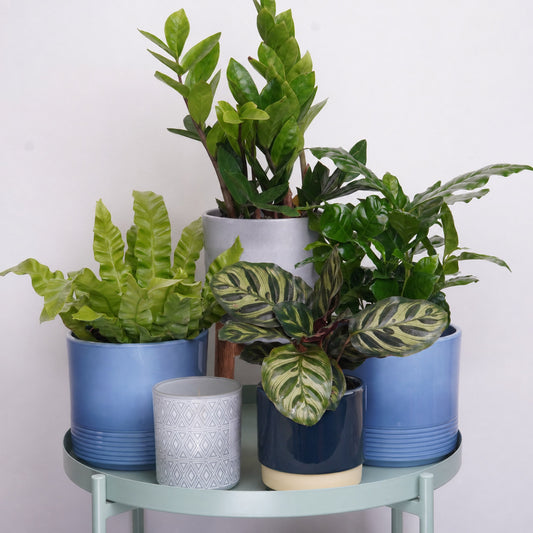Office Jungle | Plant Bundle | 