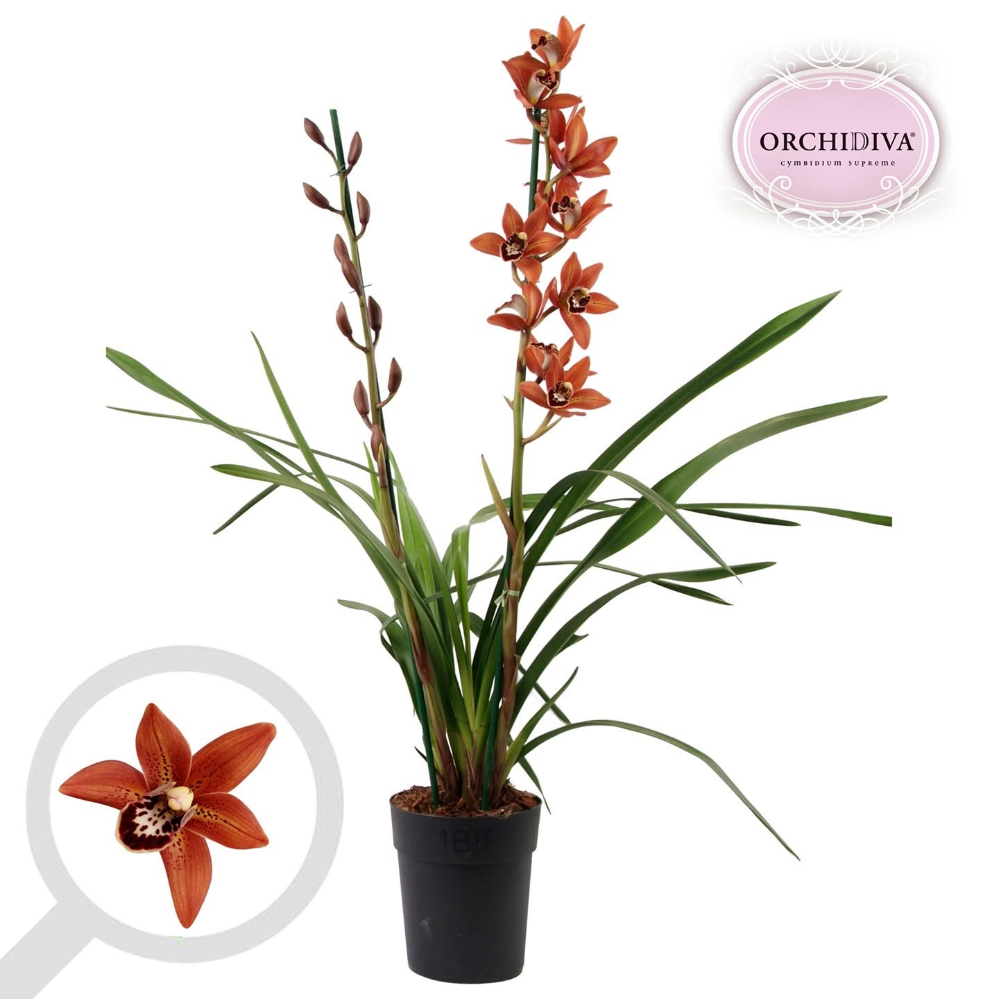 Cymbidium Orchid | Totorri Orange