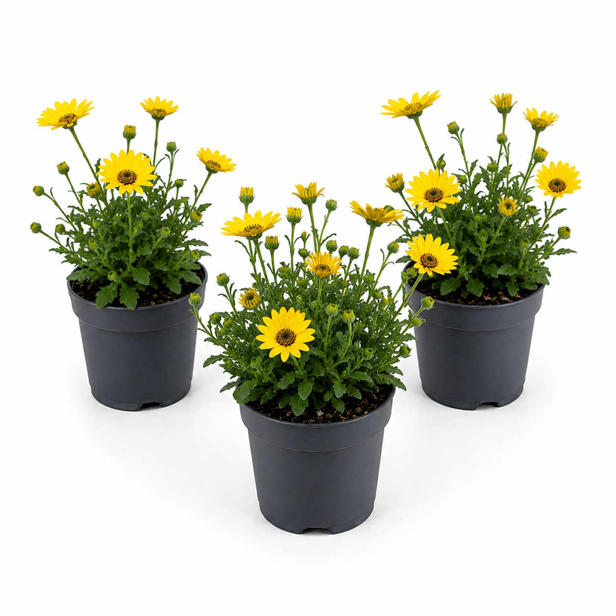 African Daisy | Yellow | Outdoor Plant