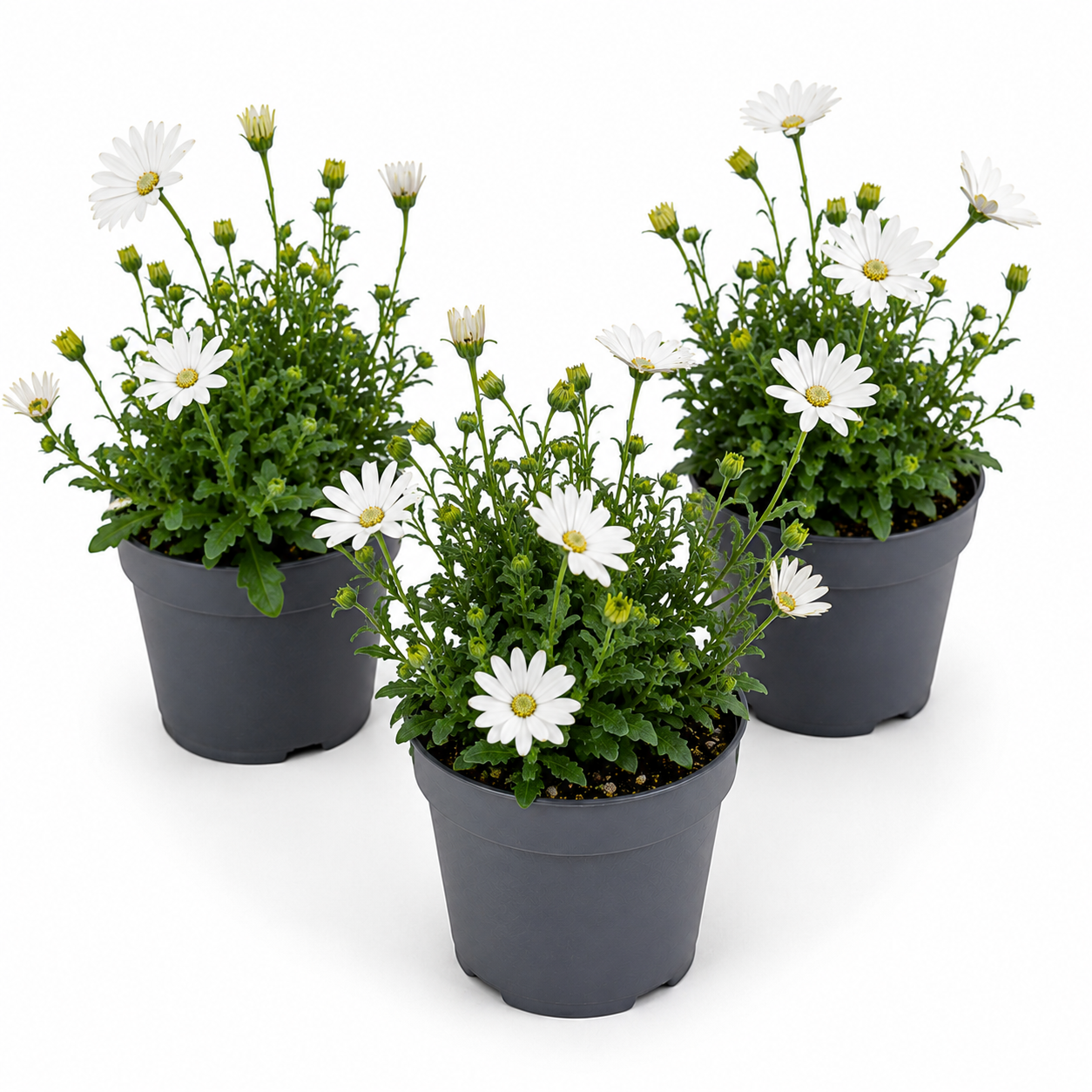 African Daisy | White | Outdoor Plant