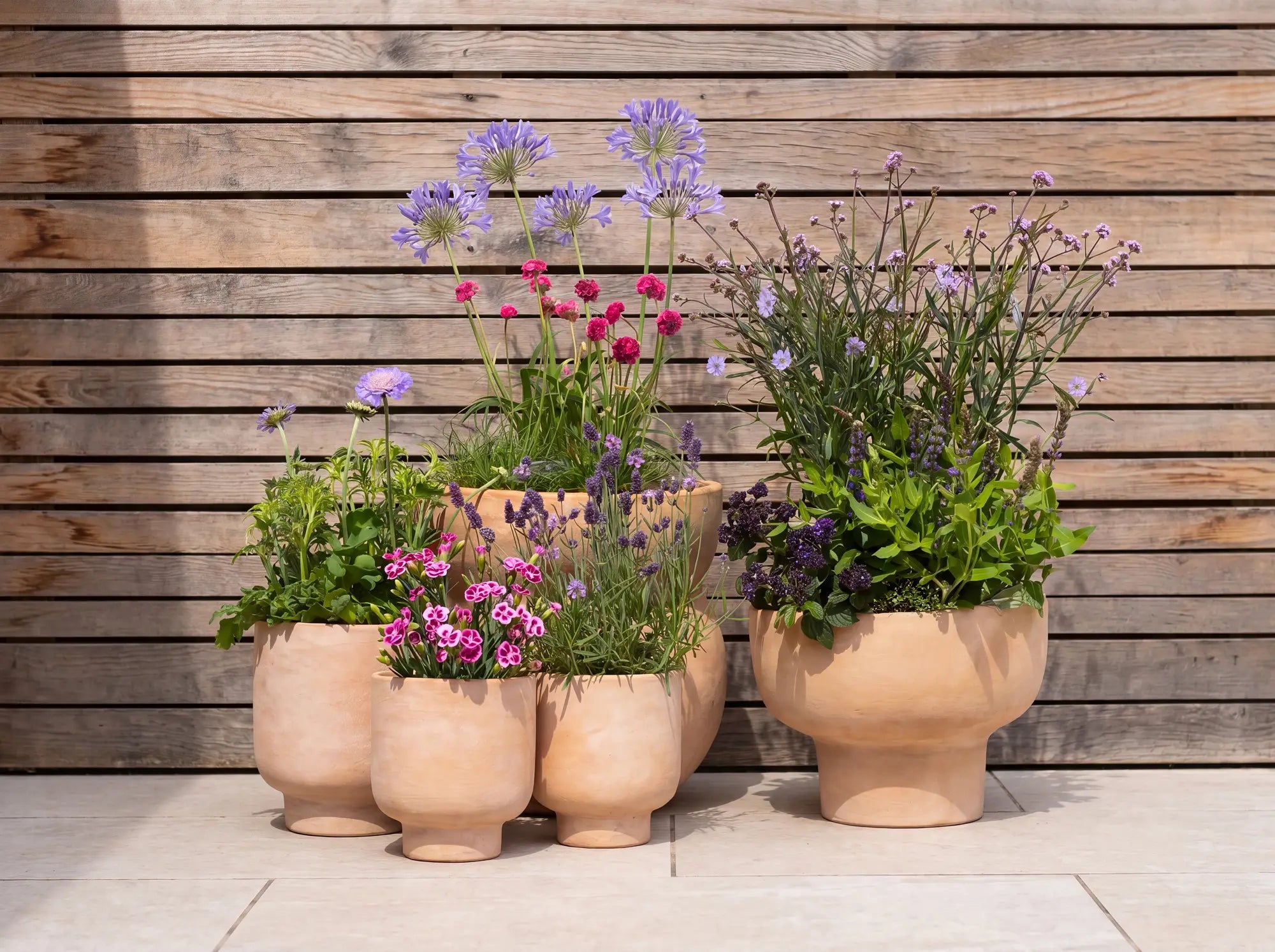 Outdoor plants for gardens and patios