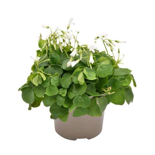 False Shamrock | Green | Perfect Plants for Under £30