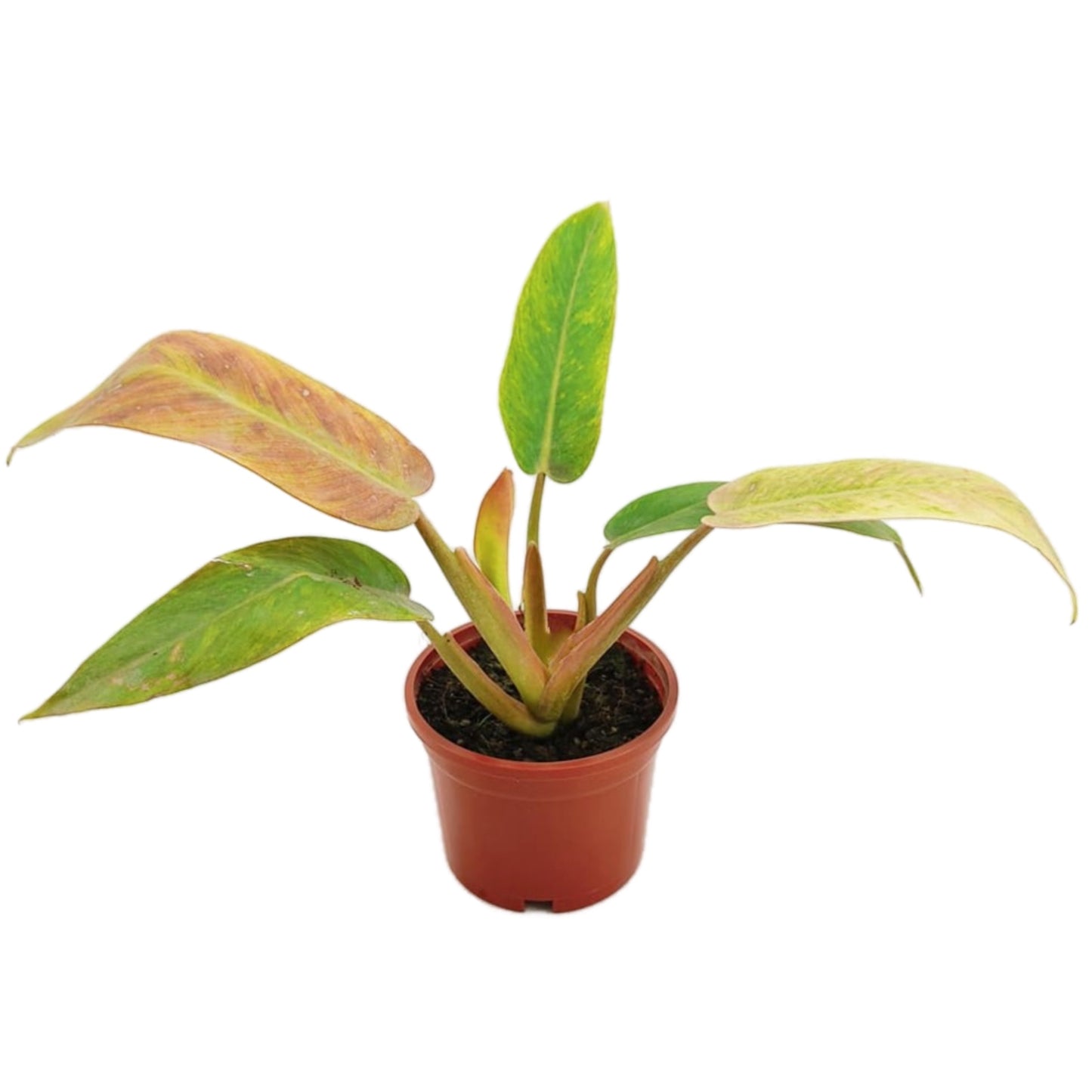 philodendron painted lady uk Philo | Painted Lady | Rare Plant