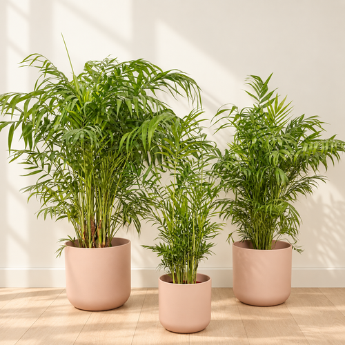 Parlour Palm