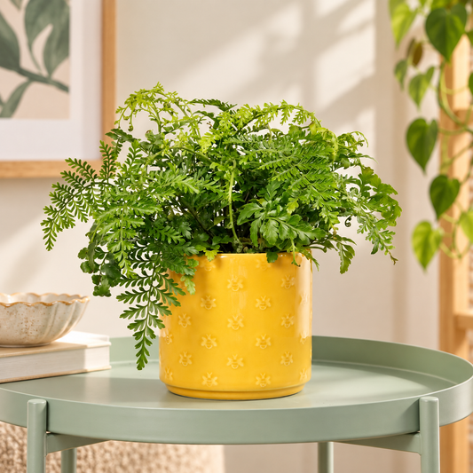 Mother Fern | Asplenium Parvati | 