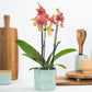 Phalaenopsis Orchid | Peachy Nova
