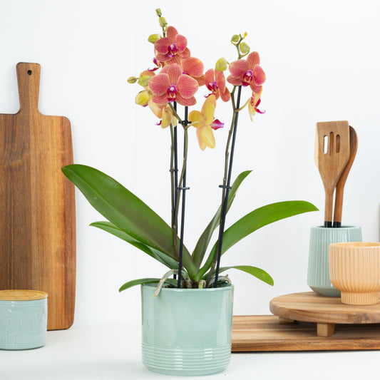 Phalaenopsis Orchid | Peachy Nova | 