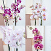 Phalaenopsis Orchid | Surprise Colour