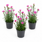 Pinks | Pink Butterfly | Outdoor Plant