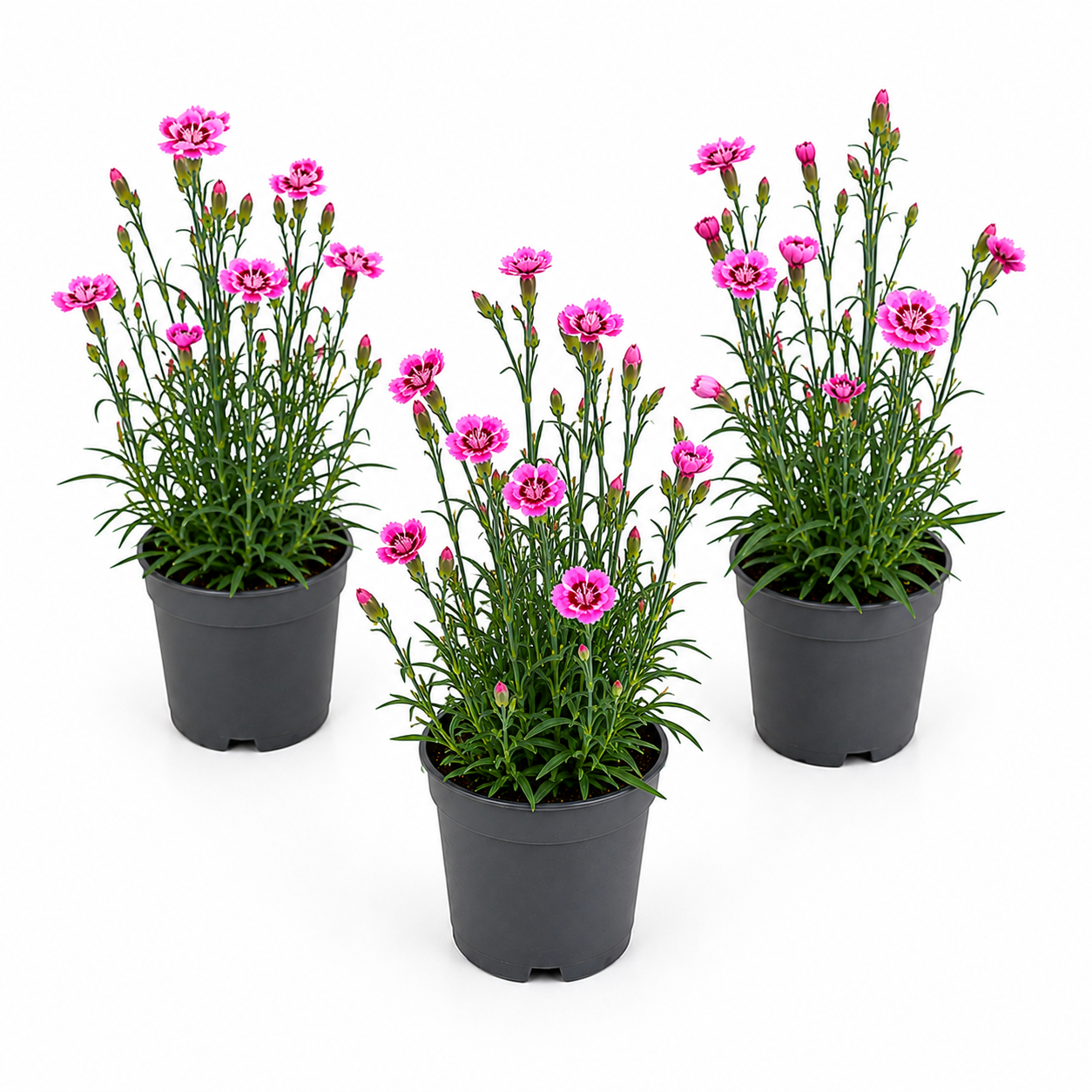 Pinks | Pink Butterfly | Outdoor Plant