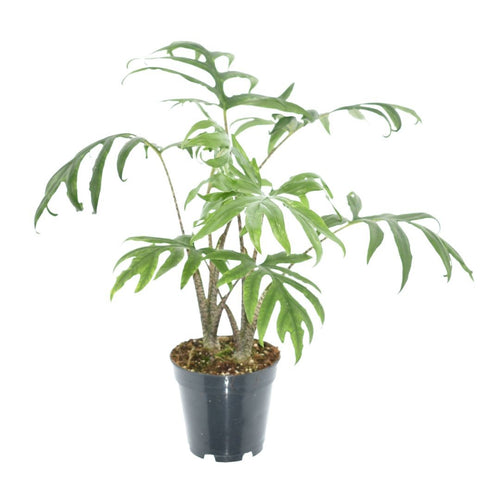 Elephant Ear | Pink Passion | Rare Plant