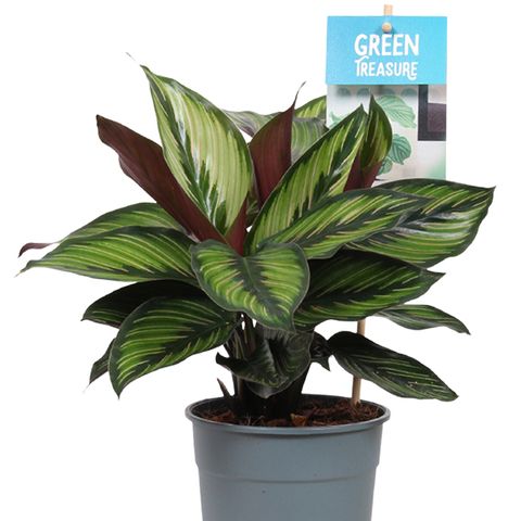 Prayer Plant | Majestica Princeps | Perfect Plants for Under £50