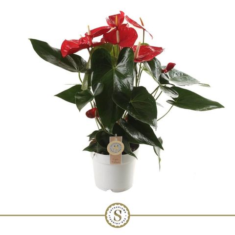 Flamingo Flower | St Oklahoma | 