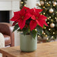 Luxury Poinsettia | Red | British Grown