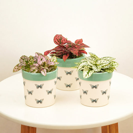Playful Polkadots | Plant Bundle | Terrarium Plants