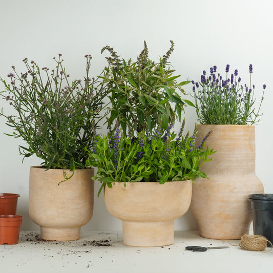 Pollinator Paradise  | Garden Bundle | Outdoor Plants