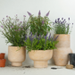 Pollinator Paradise  | Garden Bundle