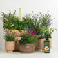 Pollinator Plants With Plant Food | Garden Bundle