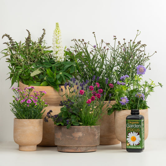Pollinator Plants With Plant Food | Garden Bundle | Outdoor Plants