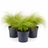 Garden Plants