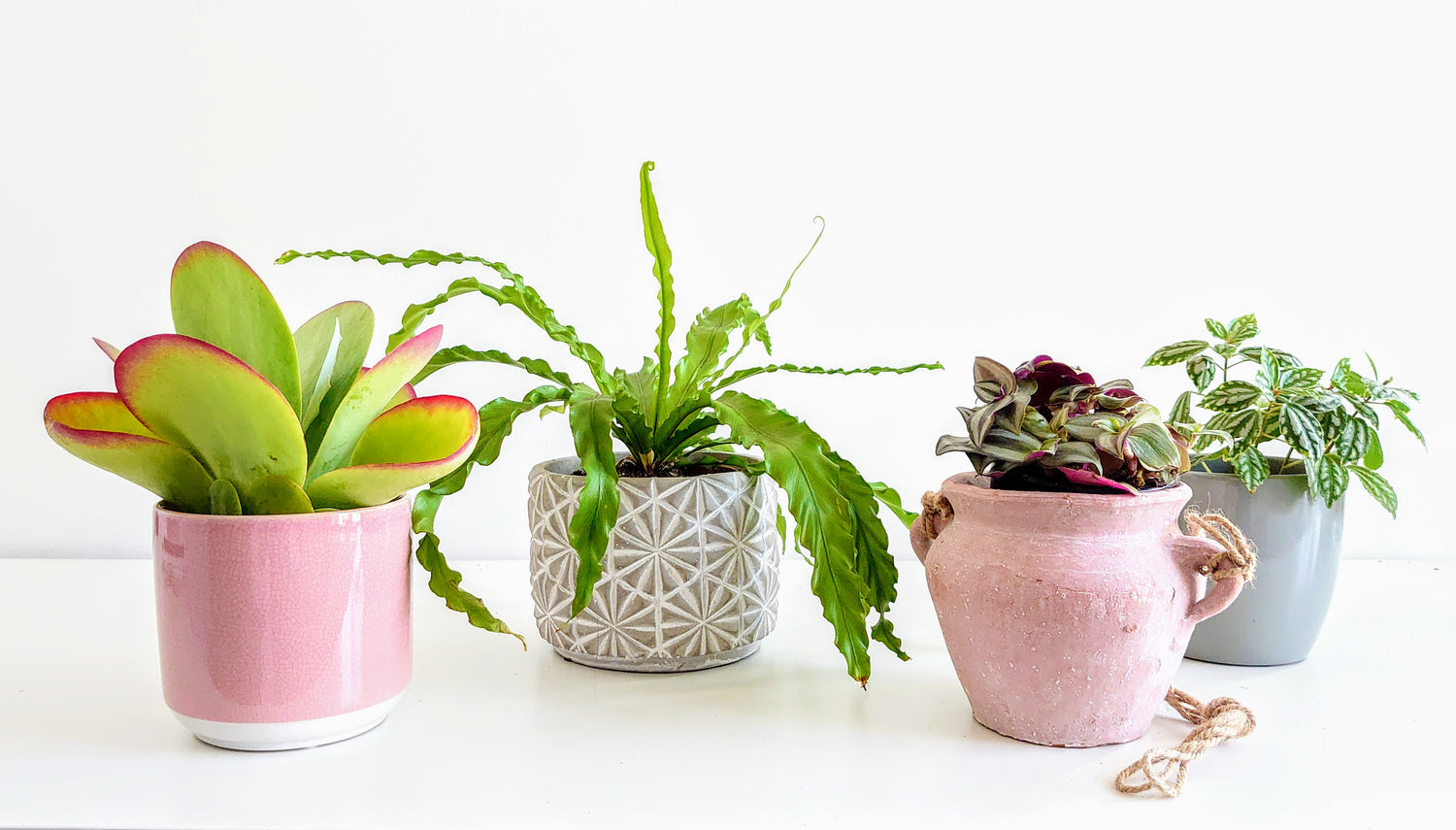 Houseplant Pots & Planters