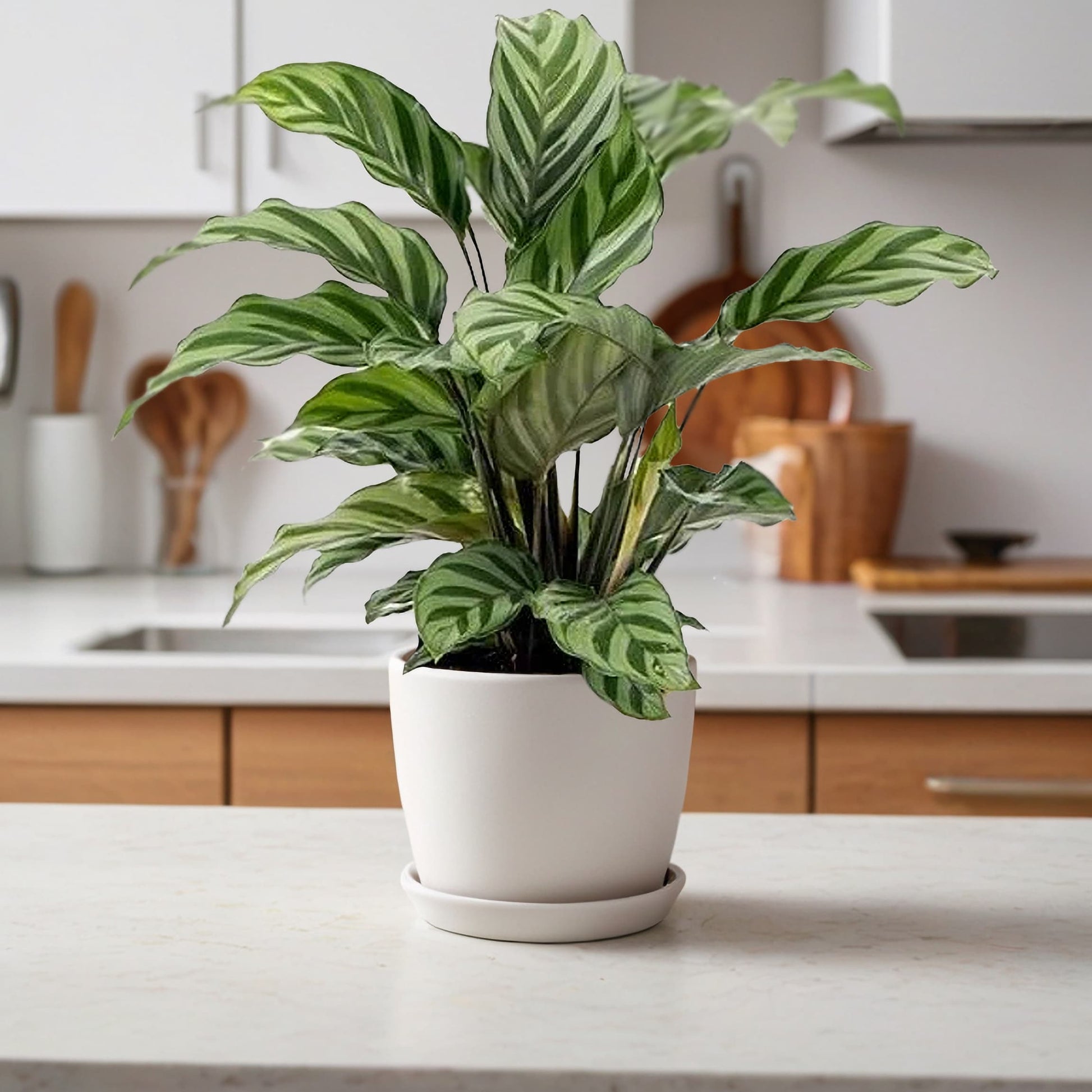 prayer plant freddie Prayer Plant
