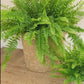 Boston Fern | Green Moment