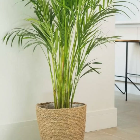 Areca Palm