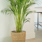Areca Palm