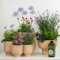 Purple Passion With Plant Food | Garden Bundle