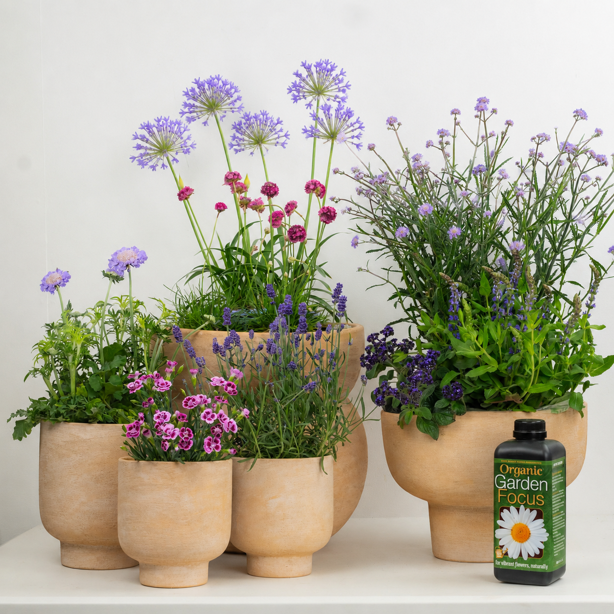 Purple Passion With Plant Food | Garden Bundle