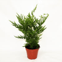 Pteris Straminea Silver Lace Fern