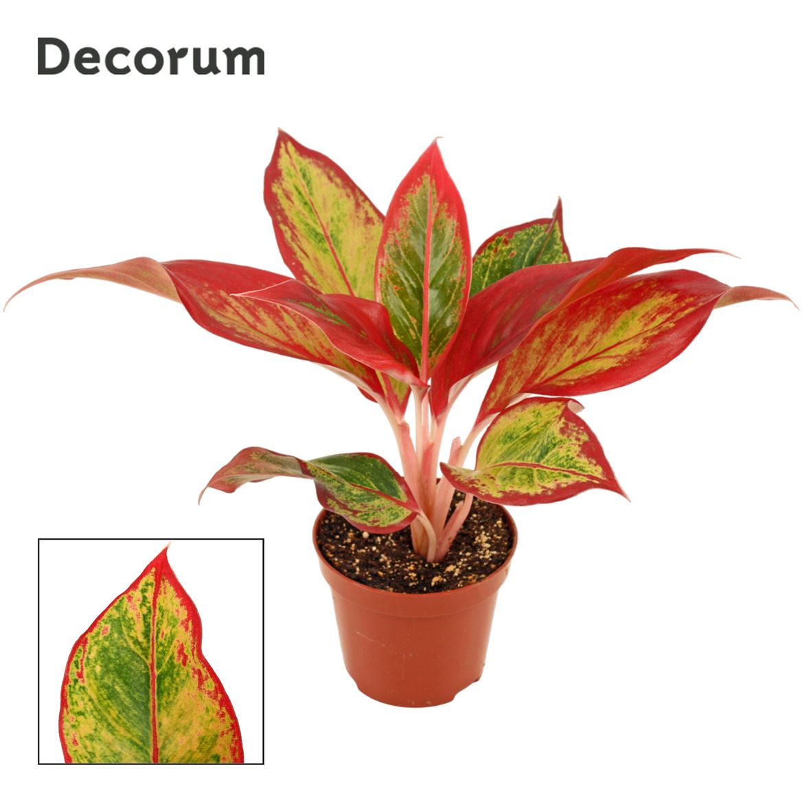 aglaonema red fire Chinese Evergreen