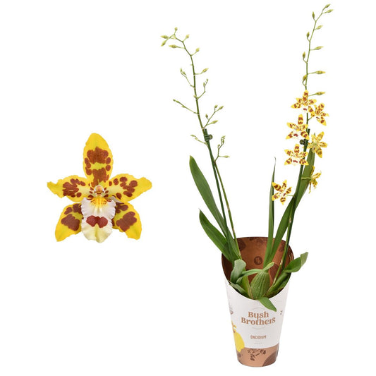 Cambria Orchid |  Burkhard Holm | Perfect Plants for Under £30