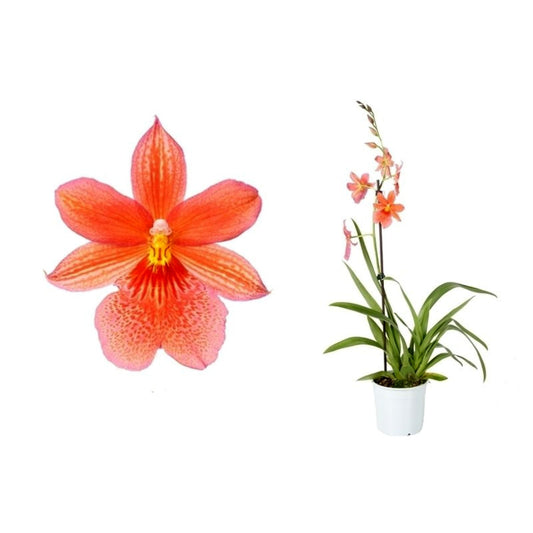 Burrageara Orchid | Nelly Isler Orange | Pet Safe Plants