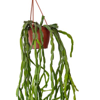 Rhipsalis Paradoxa