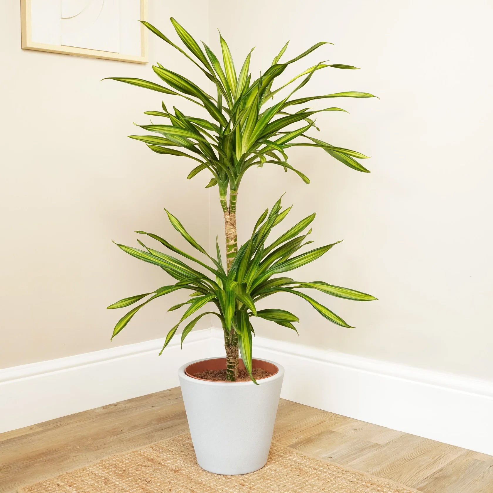 dracaena palms Palm | Riki