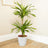Variegated Plants