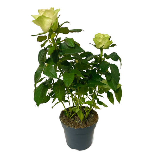 Flowering Rose | Lime | 
