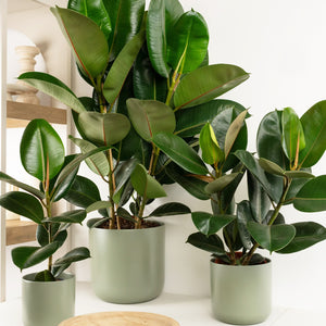 Rubber Plant | Robusta - Indoor Plant