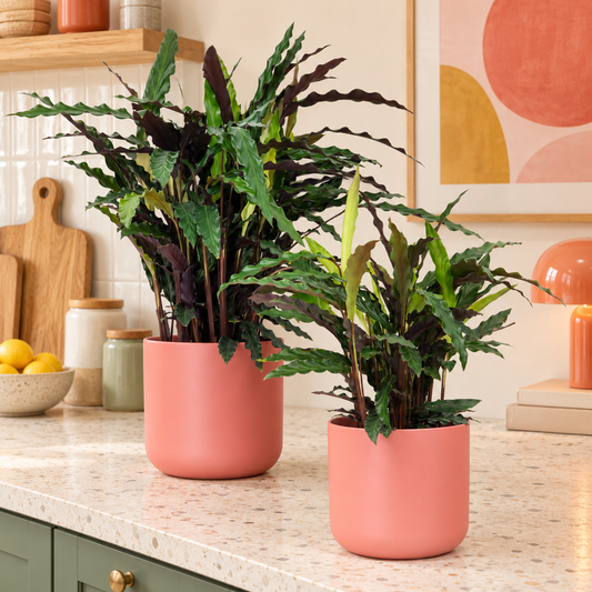 Fuzzy Feathers | Elgergrass | Calatheas & Ctenanthe Plants