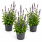 Salvia | Blue | Outdoor Plant