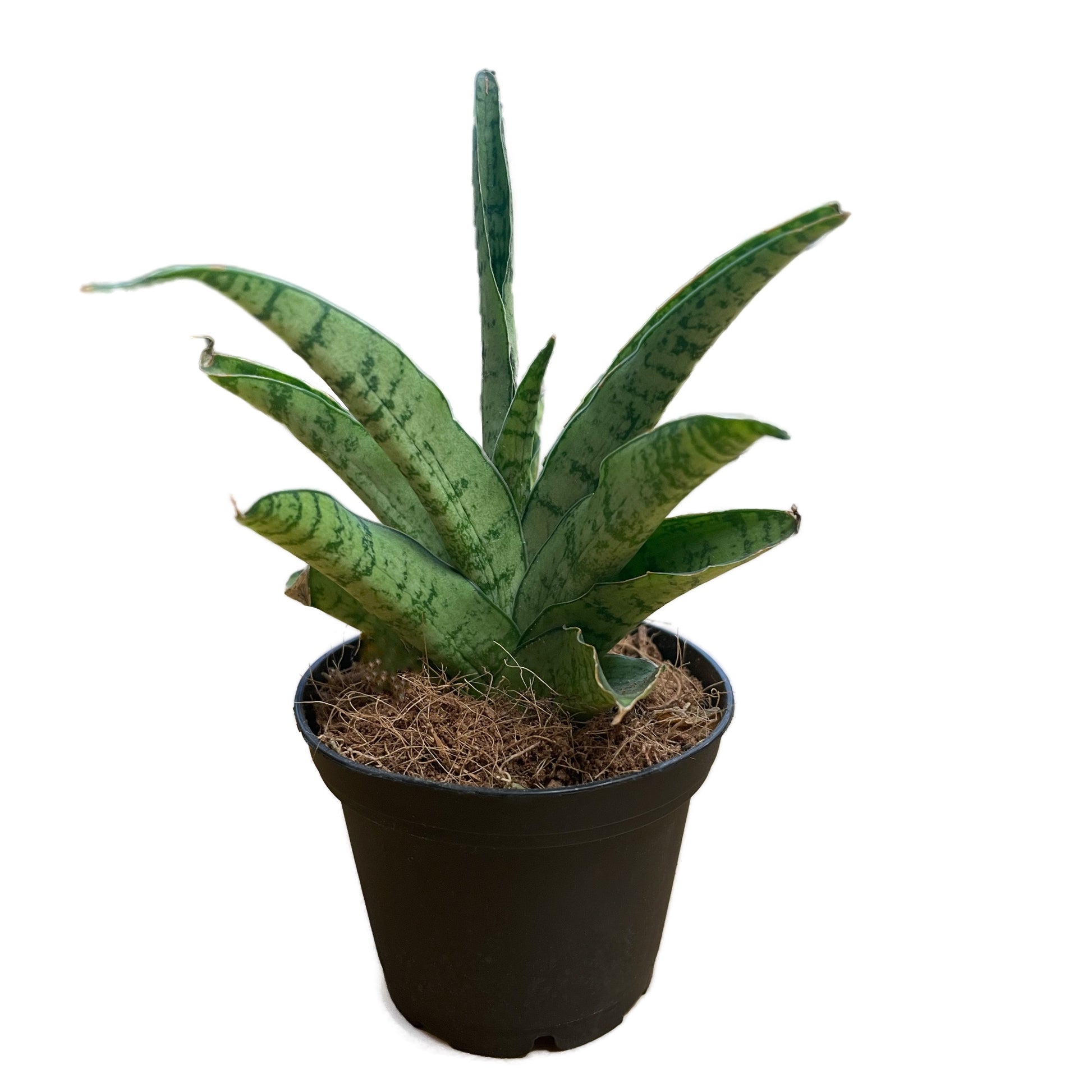 is bacularis a snake plant Snake Plant | Star