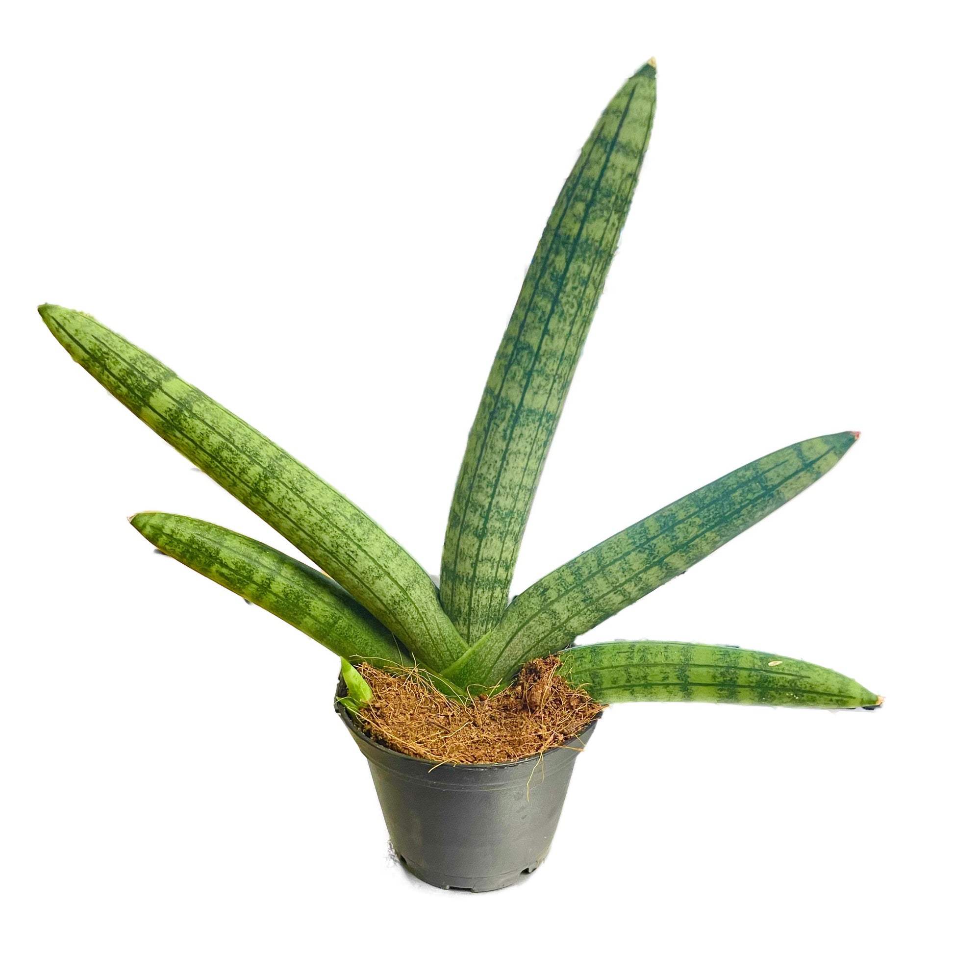 skyline spear sansevieria Snake Plant
