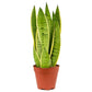 Snake Plant | Snow White