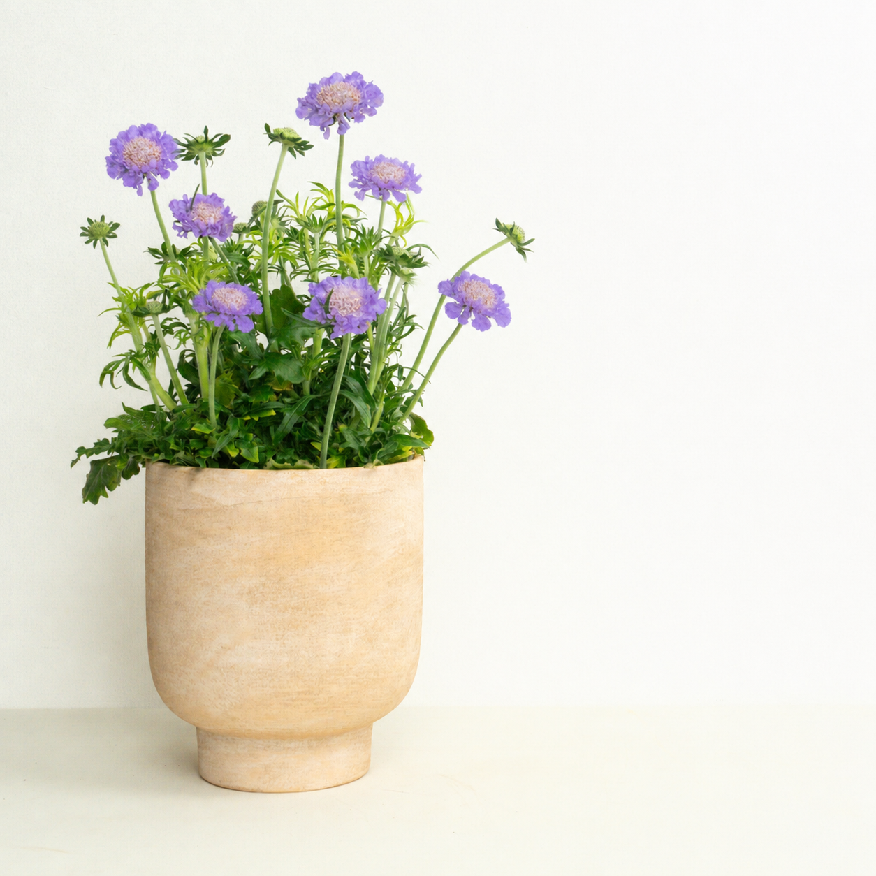Ultimate Bees & Butterflies | Garden Bundle